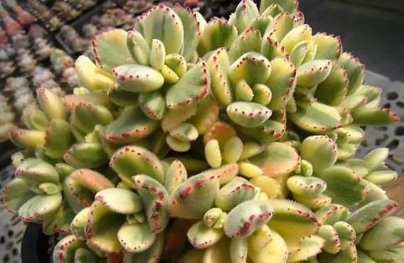 夏必死的多肉品种,该如何盆栽正确避暑抓住3细节状态佳