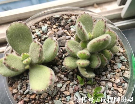 花花|最难养的9种多肉,生病了难“医治”,新手轻易别碰