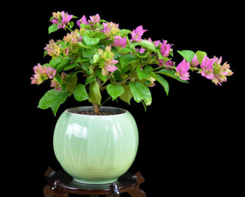 三角梅花朵稀少怎么办教你3个小妙招，养出花团锦簇的三角梅