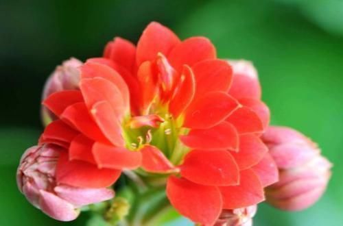 百合花开|最“贱”的4种花,开花美还好活,365天开花不断,美丽而喜庆