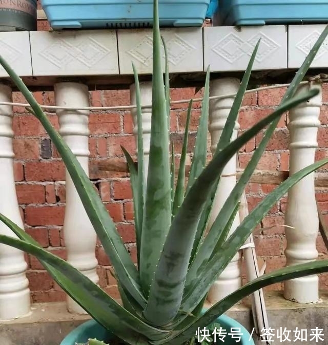 发黄|20种花卉的20个常见问题,养花人必看