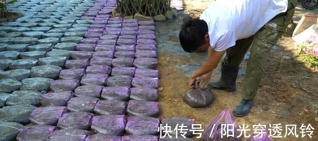 自己动手捯饬院子,塑料袋里灌水泥,铺满整个地面,比青石板结实  第5张