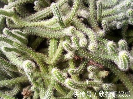 老妈养在家的盆栽,长大后变样,乐坏了