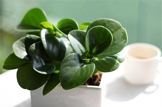 君子兰|还在按天给花浇水?那你的花离死不远了