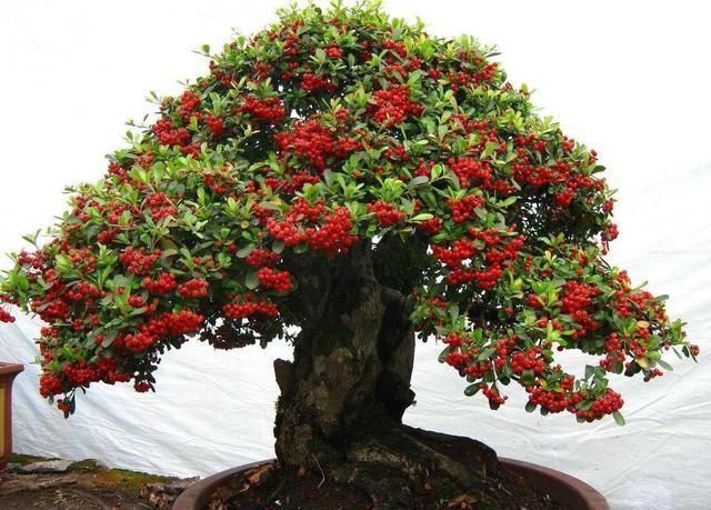 火棘|农村当柴烧的花,搬回家剪一剪就能变盆景,喜庆又好看