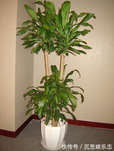 空气净化器|农村这三种“吸毒花”，被称作“天然空气净化器”，你肯定不知道