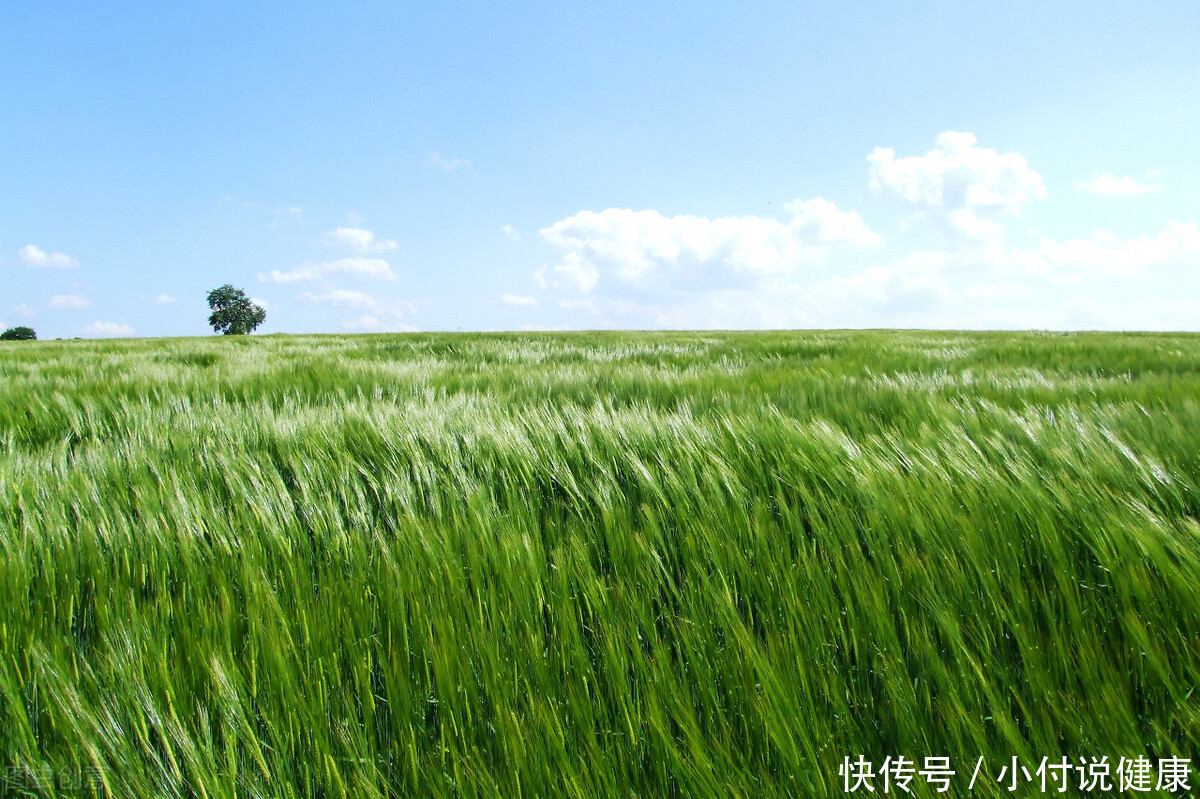 燥濕|最適合夏天喝的祛濕茶，不傷脾胃和陽氣，從根本斷絕濕氣