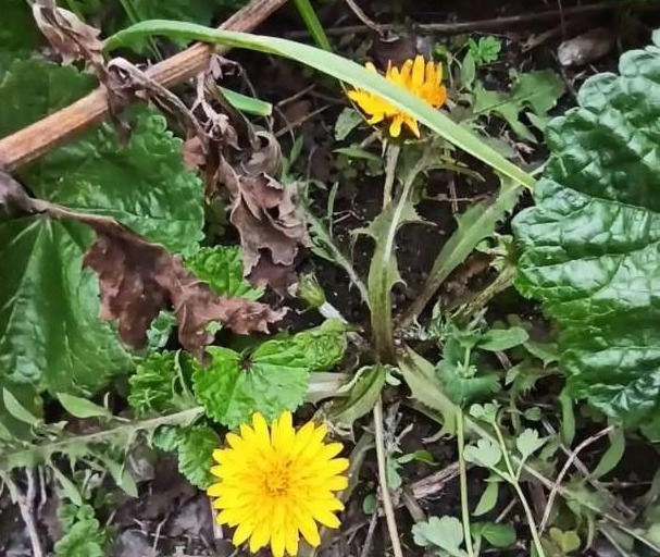 肺结核咯血|这3种野菜清热解暑，做法多种多样，这样做好吃，你吃对了吗！