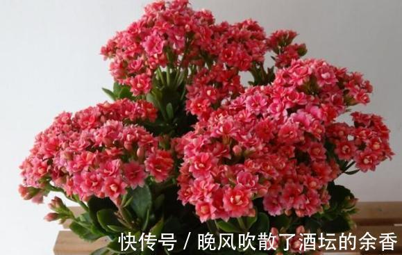 养花施肥不懂！摸清这3知识点，保证盆栽用对肥得到最佳效果