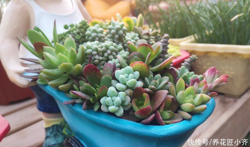 叶片|夏天养多肉不要做“四件事”,否则多肉养不活