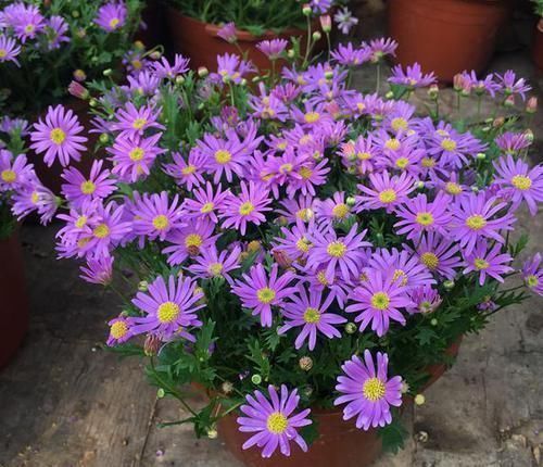 此花是“懒人”的福音,全年花开不断,不用打理就能爆盆