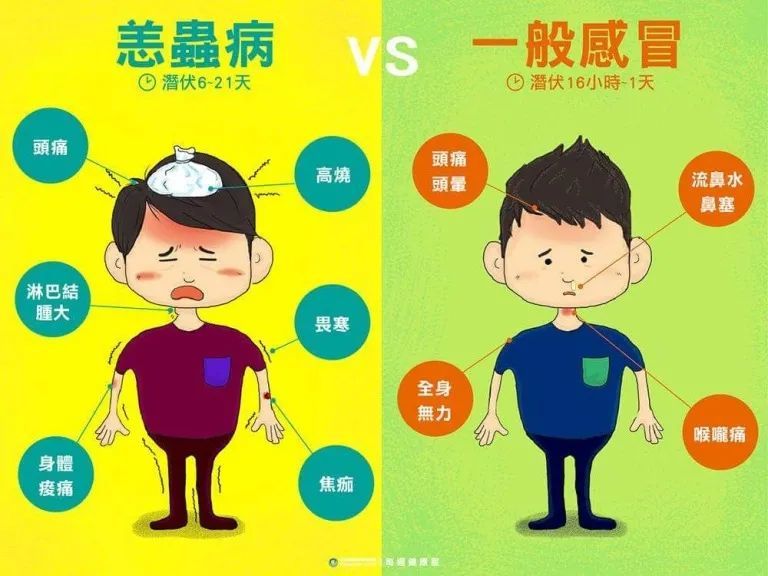 温州|温州一8岁女孩发烧休克，原来是被这种雨季最为活跃的虫子咬了