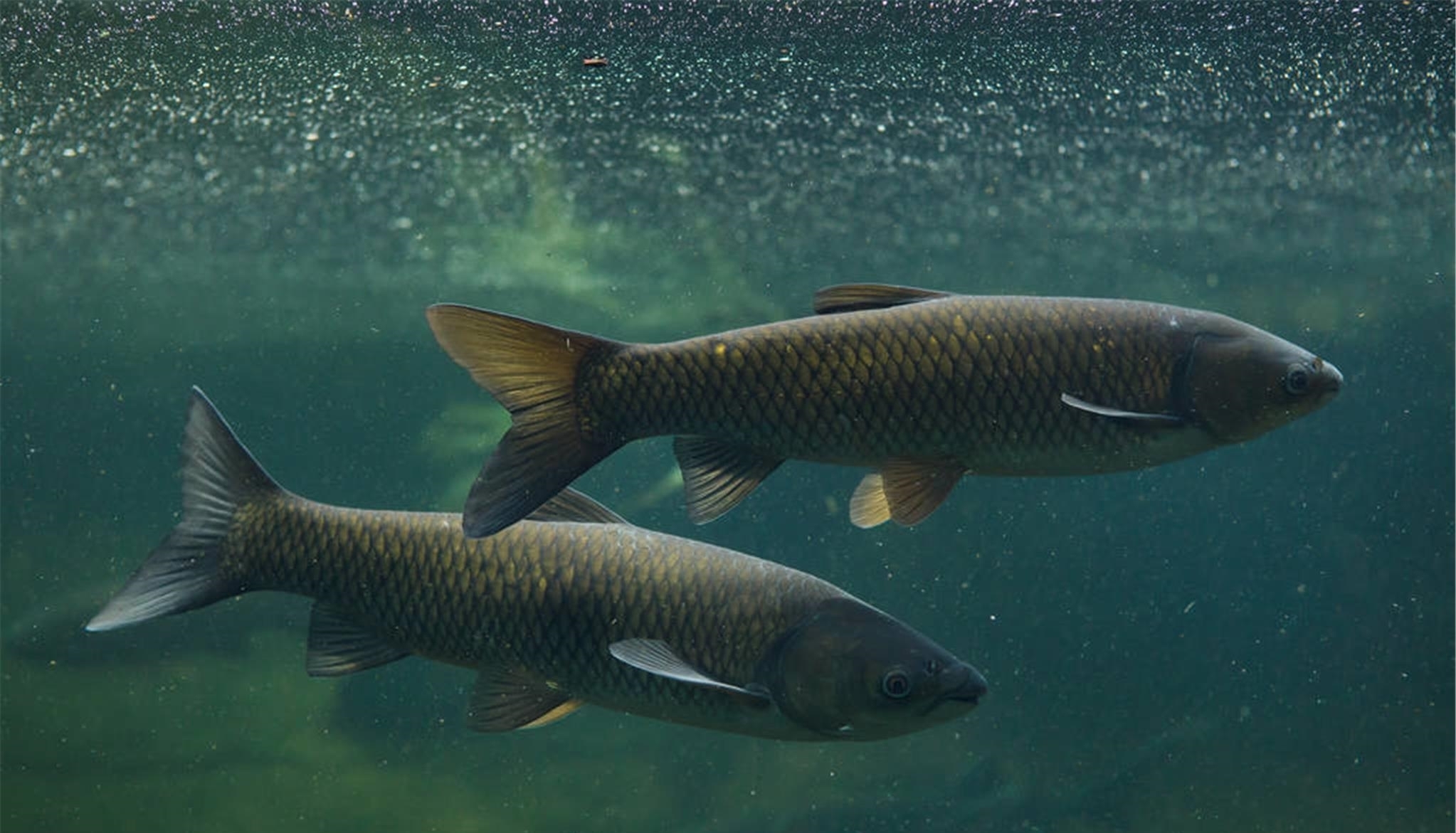 鲫鱼|钓鱼时大声说话,真的能把进窝的鱼惊散么