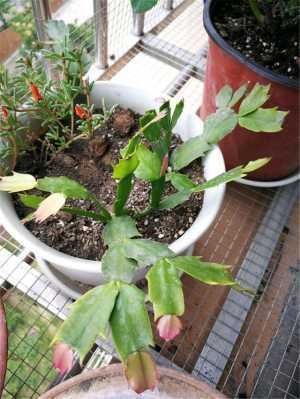 蟹爪兰有4“怕”,注意避开它,10天白根蹭蹭冒,独苗变群兰