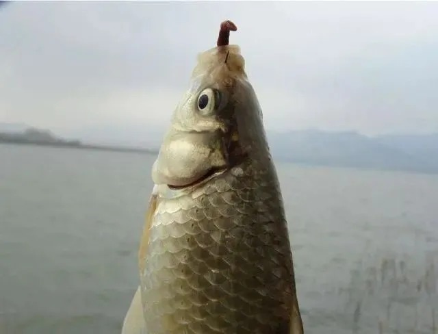 在饵料中加点“这个”,连杆大板鲫很轻松,一般人我不告诉他!