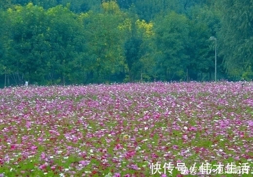 升职加薪|进入下周开始，4属相吉星照耀，升职加薪，爱情甜蜜，生活美满