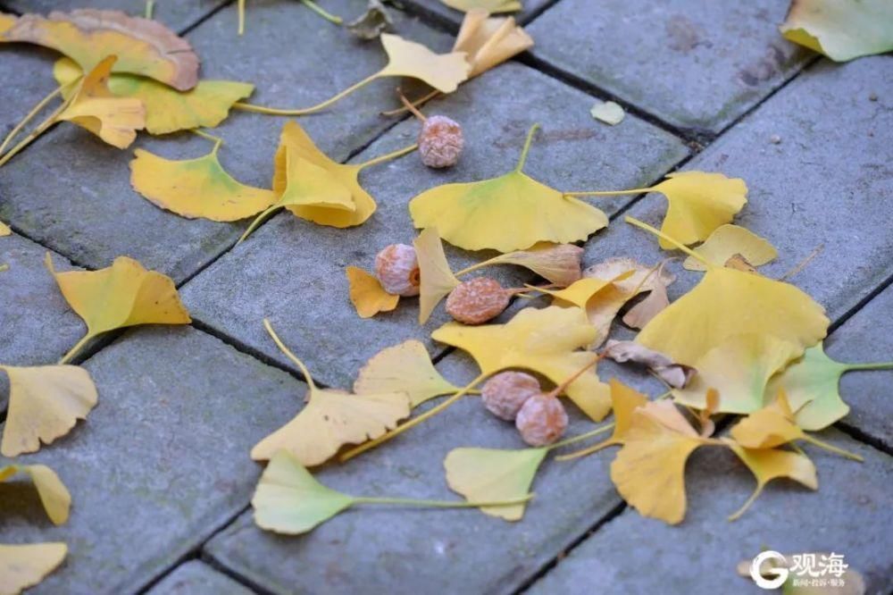 有毒!有毒!有毒!别吃!别吃!别吃!严重会致命!