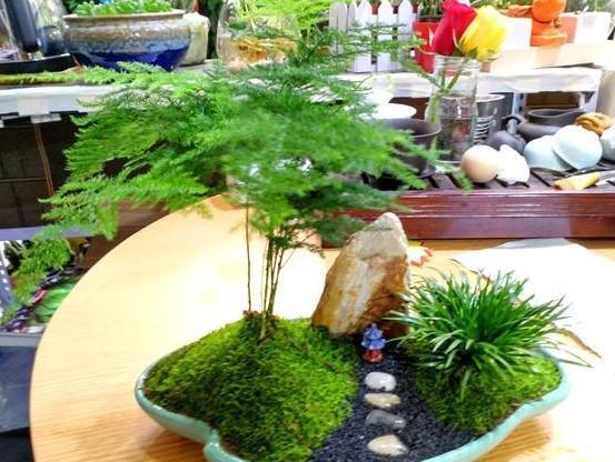 书房盆栽文竹,该如何管理养护注重5方面,枝叶翠绿又茂密