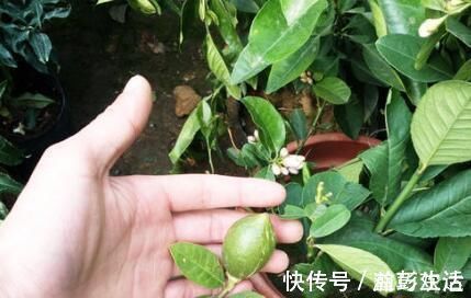 薄荷|“细菌”不喜欢的“3种花”,多养几盆,家里香喷喷,心情美美哒
