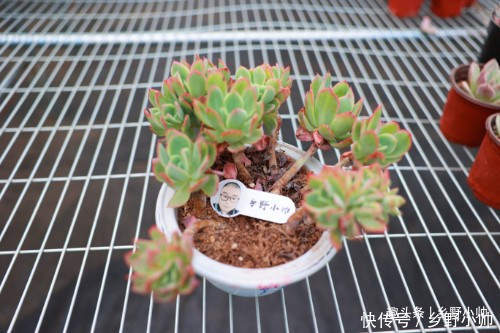 火莲花|这种多肉鲜艳漂亮,而且容易养出老桩缀化,适合新手