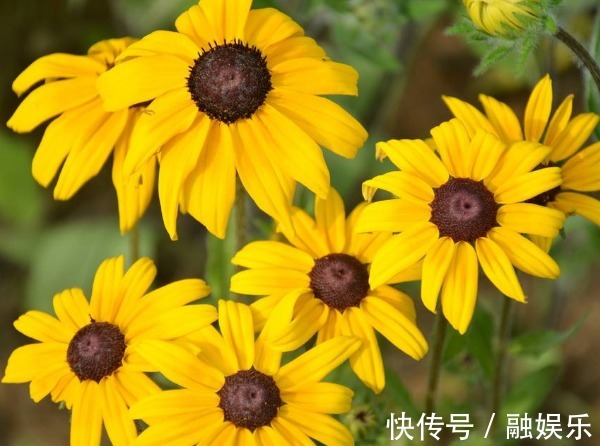 黑心菊怎么养护开花更多以下3个方面多注意，开花更多更鲜艳