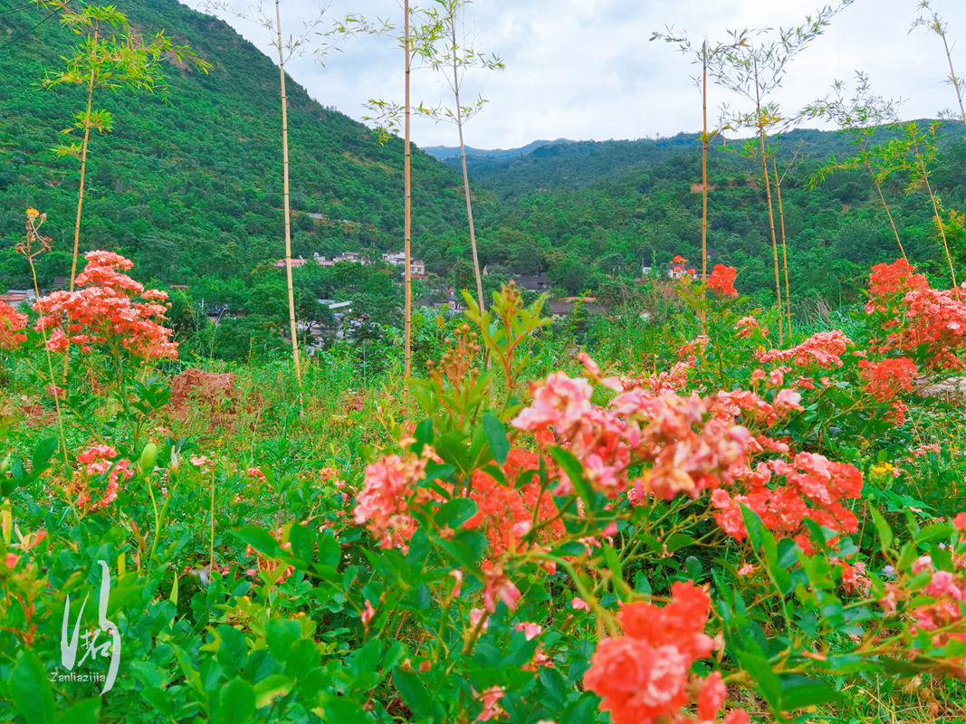 风景|拓行 / 穿越陇南山水画廊康县，风景应接不暇，既悦目又赏心