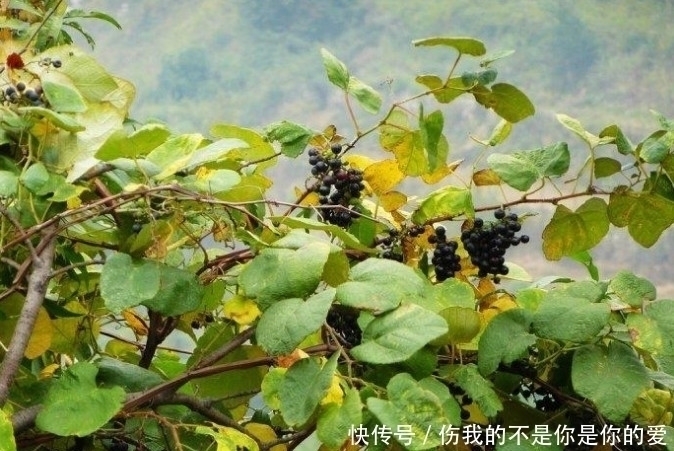 山葡萄|田野间的这种野果子，农民都将它当宝贝一样，你们有没有吃过