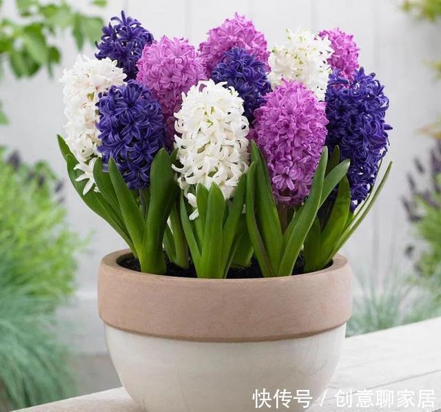 插土就能活!大半个月不用浇水,繁殖掐枝就能活,适合懒人