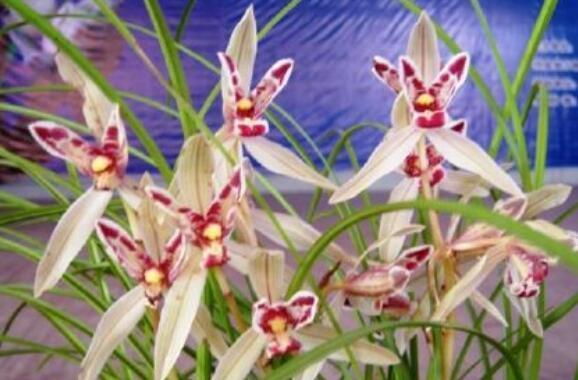 喜欢养花,不如养盆玉兔彩蝶兰花,花红柳绿,又美又惊艳,超美