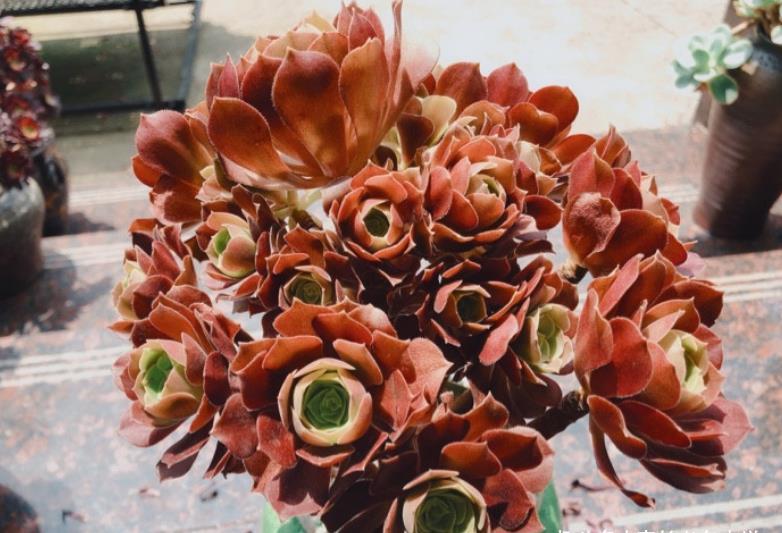 酒红色|多肉荷兰玫瑰法师和韶秀法师都能长成玫瑰状,你喜欢哪个品种呢?