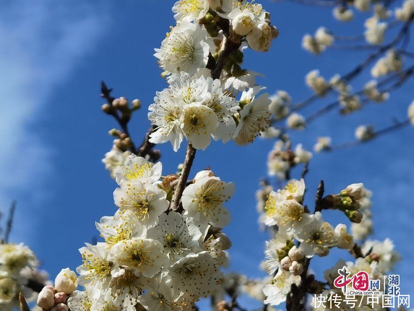 湖北宜城：450亩樱桃花提前开放