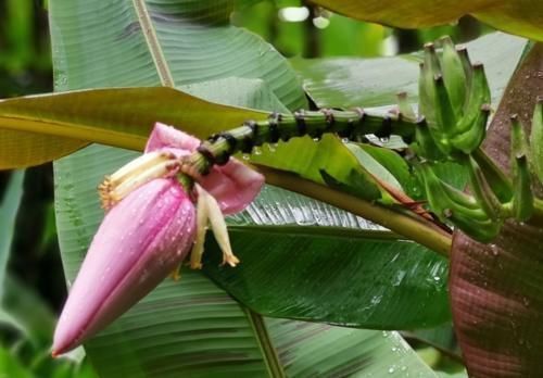 阳台|3种喜阴花,搁在北阳台,少晒太阳,少管它,枝繁叶茂开满花
