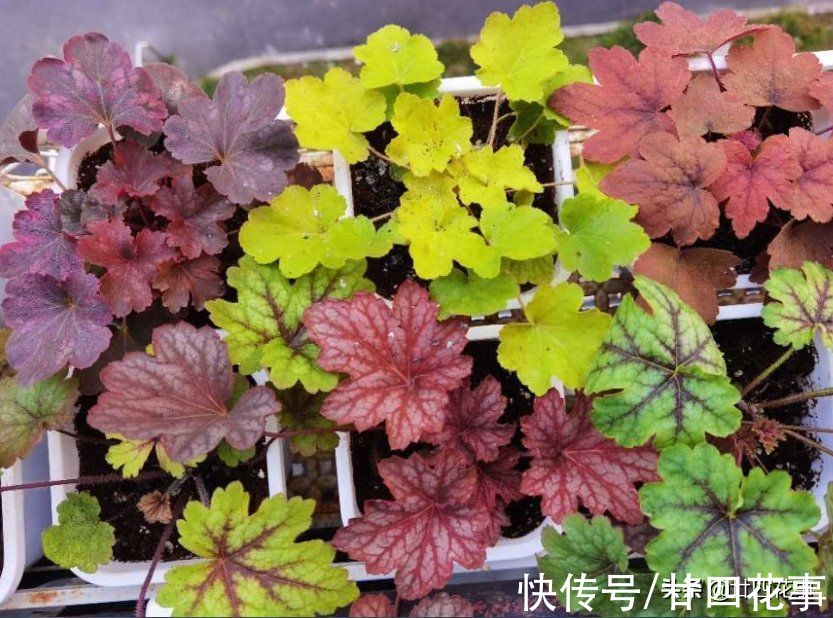 7款真正的耐寒花,冬天露养冻不死,下雪天也能变美开花