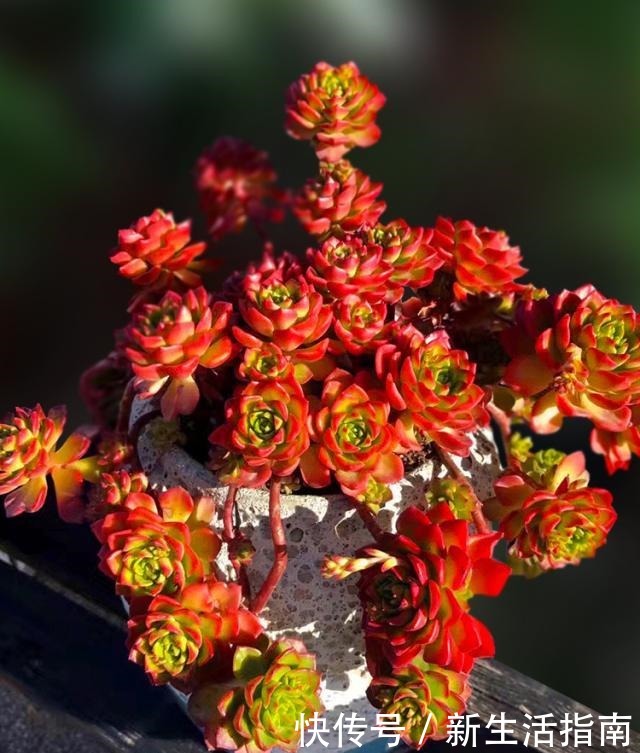 养多肉,就得让它“努力寻找远方”,成“老桩”的多肉才是王者!