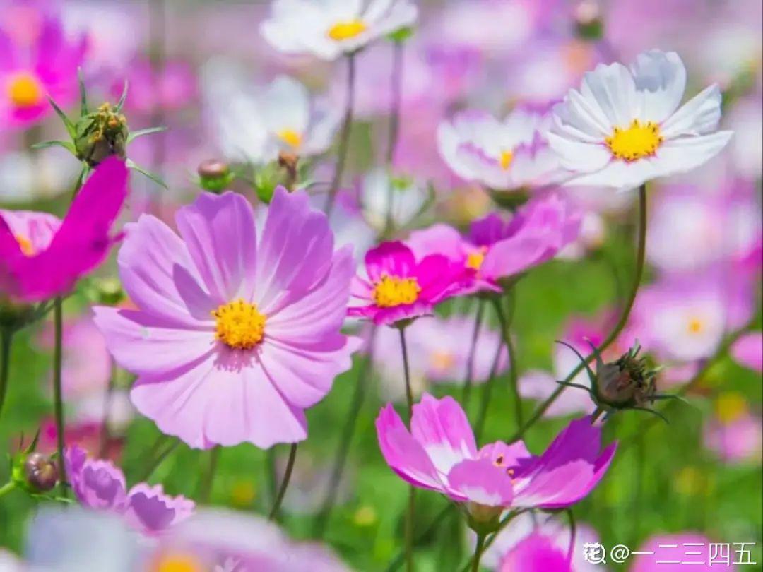 蕾丝|30种夏天花,热不死、晒不死,大半年都开花,还没病虫害