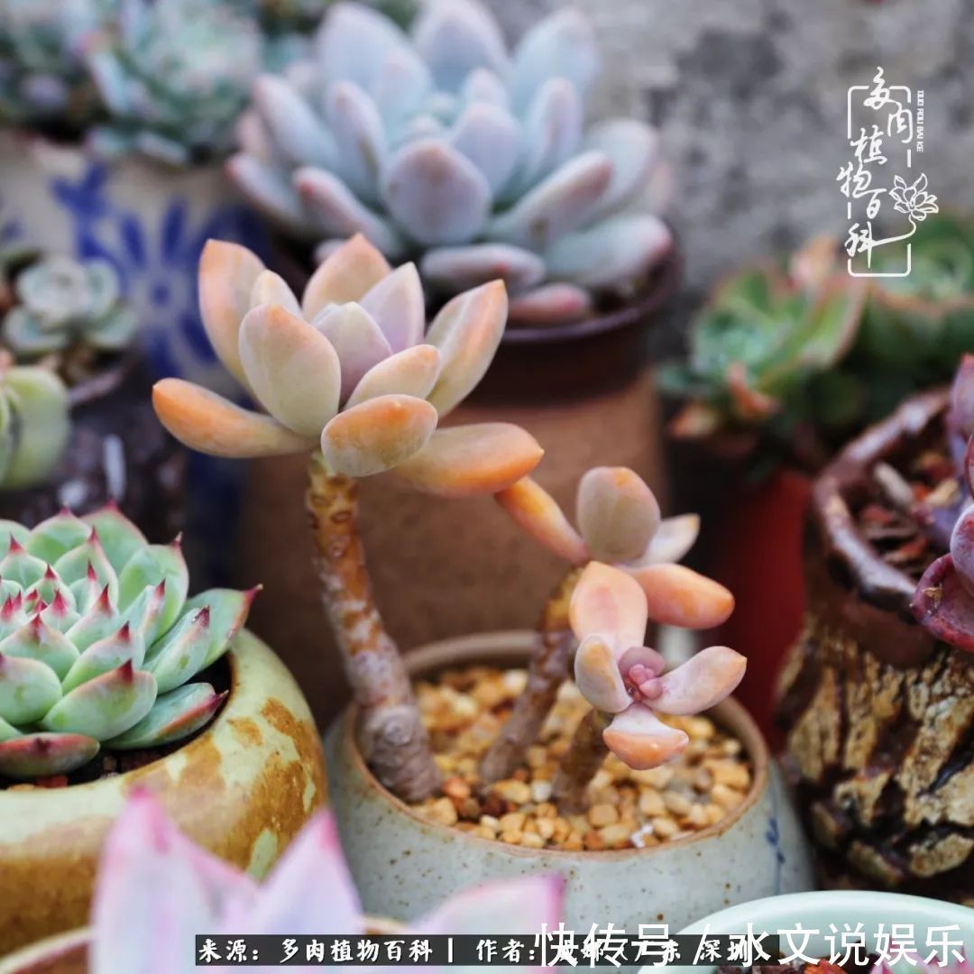 日子|笼子里露养的多肉,越养越美!有多肉的日子伴着小确幸!