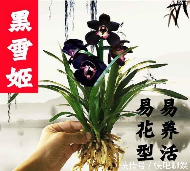 花色|别养桂花了！此花花香溢满屋，比乌龟还好养活，确定不养1盆？