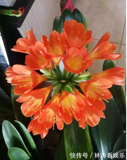 叶片|君子兰不开花学会1招，叶片绿油油，花朵开爆盆，年年开花不断