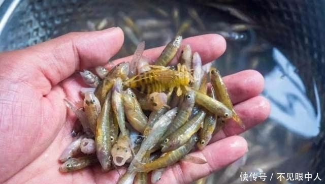 中国|中国吃货终于败了,这种入侵鱼类目前已经泛滥,吃货们也难以对付