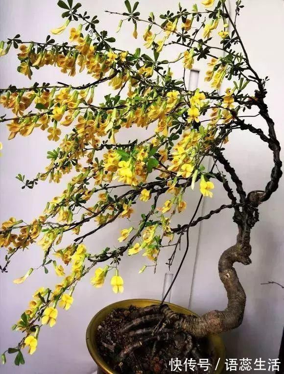 苍劲|山里的1棵老树桩,挖出来种盆里,开花后,眼睛都看直了!