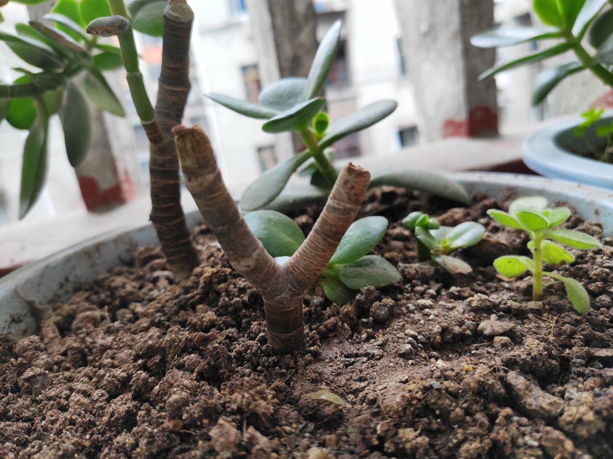 剪片叶子,放土里就能长出一盆,这4种花养到就是赚到!