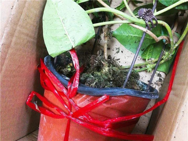 一开就是大半年,枝条沾水就活,根比萝卜还粗!