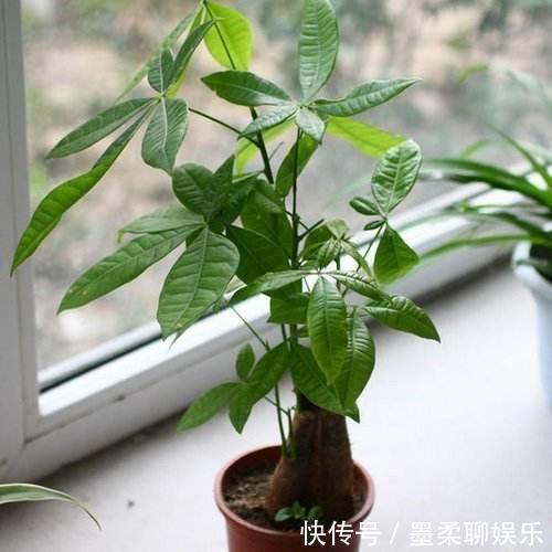 黄叶|盆里加上“黄金豆”，叶片油亮亮，烂根黄叶都没有，发财树真好养