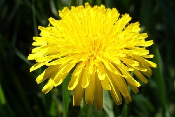 蒲公英泡水治百病有3类人喝了,只会“坑”了自己,早知早好