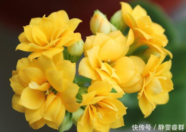 爆盆|4种花是爆盆能手,埋土里就活,不用管也能花开不断,入手不亏