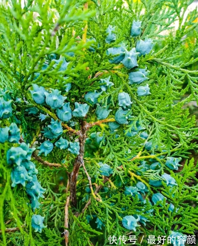 扁柏|旅行识花,它开花像花又似果,墓地陵园最多却少有人见过它