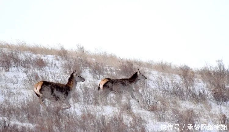 阿旗|【影像阿旗】雪地生灵—野鹿