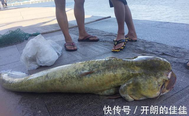 江西男子钓起“巨型鲶鱼”，网友调侃“鱼头比你的头还大”