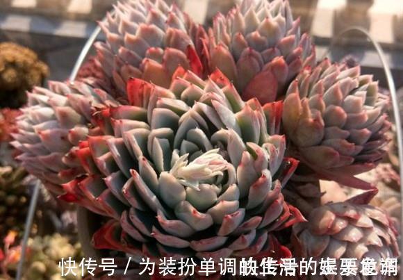 单头多肉如何变成多头，4个方法可供选择，多头的多肉真的太美了