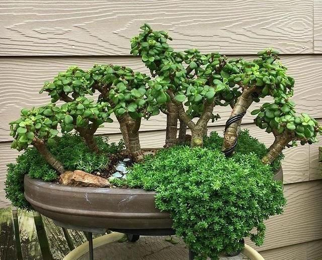 生长速度|养一盆金枝玉叶,一剪一扎,轻轻松松,变成值钱的“盆景”